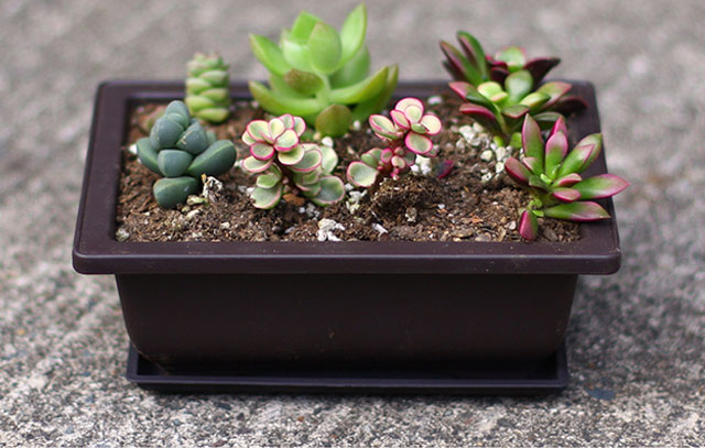 Bonsai avec des compétences de bassin.